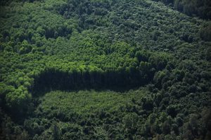 Forest fires still the biggest threat to global forests, FAO warns despite slowing deforestation