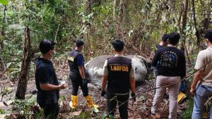 Sumatran elephant found shot dead in Riau, conservation groups demand accountability