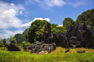 Indonesia luncurkan proyek IDR 74,6 miliar untuk tekan spesies invasif; pemerintah siapkan kebijakan konservasi gajah