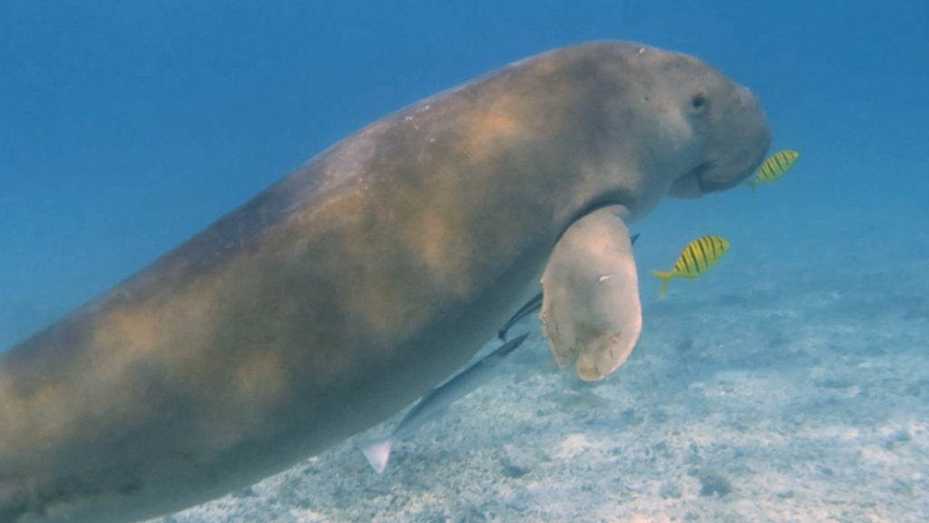Indonesia highlights dugong conservation efforts in Maluku on World Dugong Day