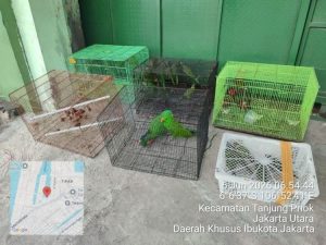 Authorities seize 100 protected birds from Papua in Tanjung Priok