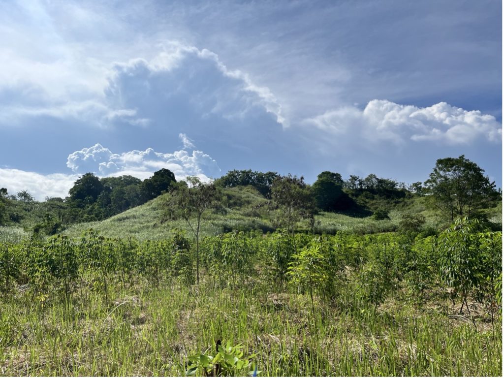 Google, McKinsey, Thryve.Earth sign carbon offtake deal to restore 6,000 ha land in Sulawesi