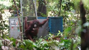 Lima orang utan dilepasliarkan ke Taman Nasional Betung Kerihun