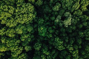 New horizons in carbon trading: Insight into POJK number 10 of 2026 (Part 2 of 2)