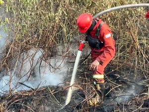Jikalahari reports 583 hectares of peatland burned inside corporate concessions in Riau