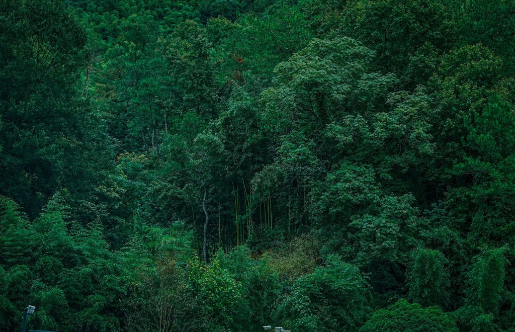 Indonesia’s new Finance Minister urged to strengthen sustainable finance for forests