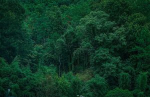 Indonesia’s new Finance Minister urged to strengthen sustainable finance for forests
